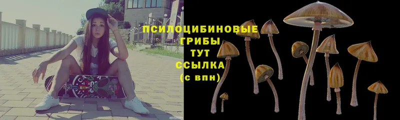 Галлюциногенные грибы Psilocybe  Ленинск-Кузнецкий 