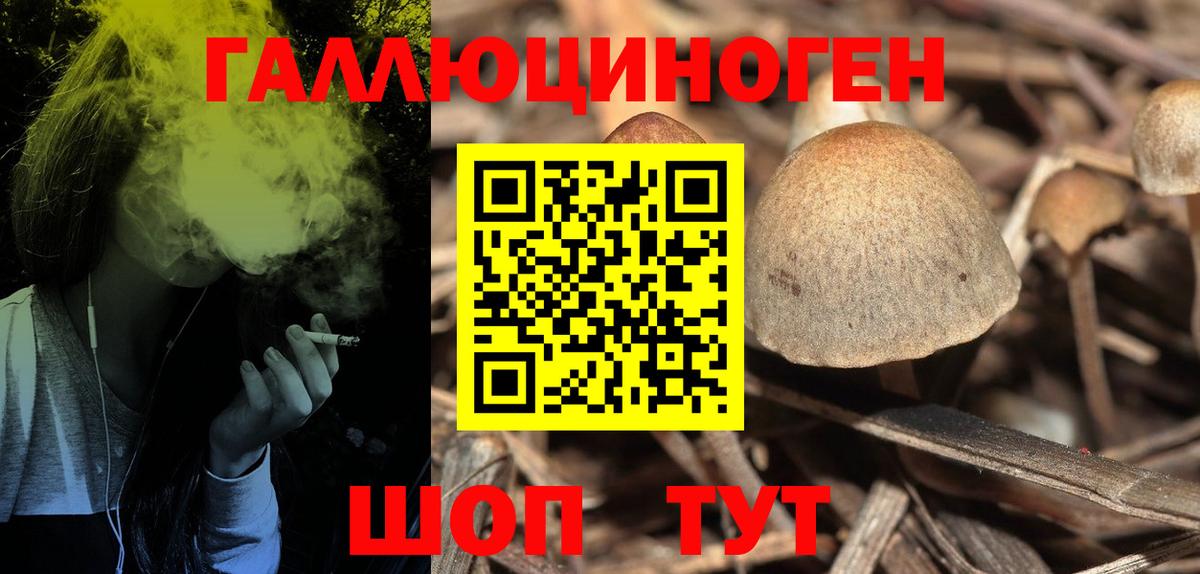 Псилоцибиновые грибы Psilocybe  Ленинск-Кузнецкий 